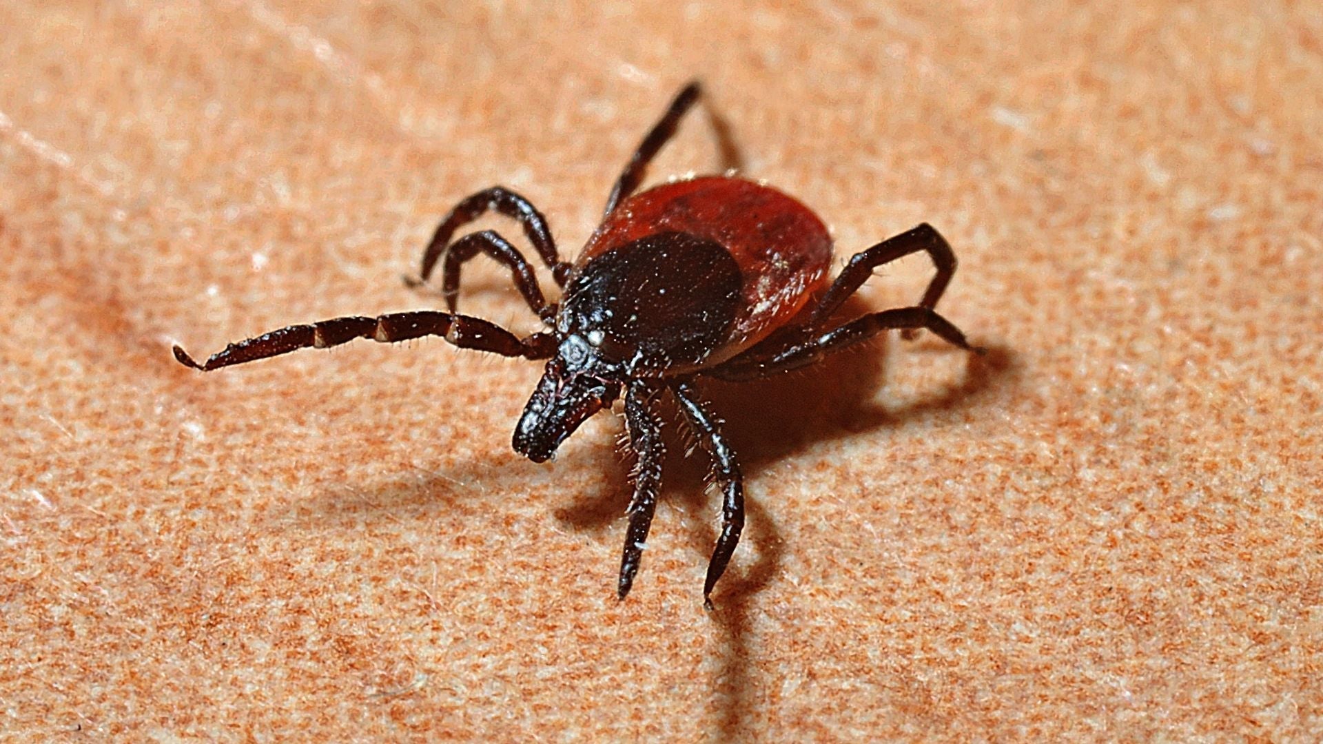 The At-Home Lyme Test: An Essential Tool for Tick-Borne Disease Awareness