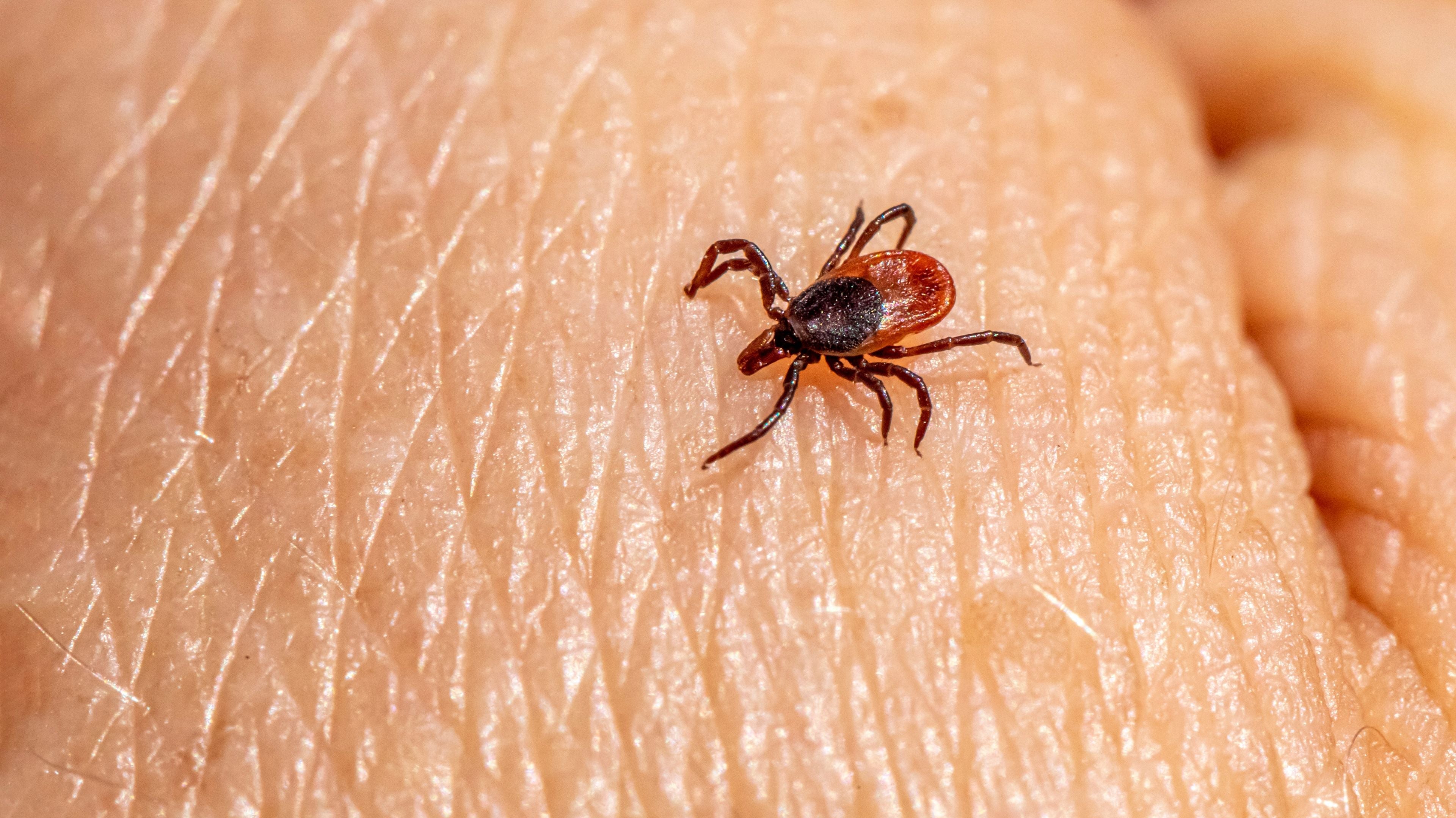 Got a Tick Bite? Here’s How Soon You Should Get Tested for Lyme Disease